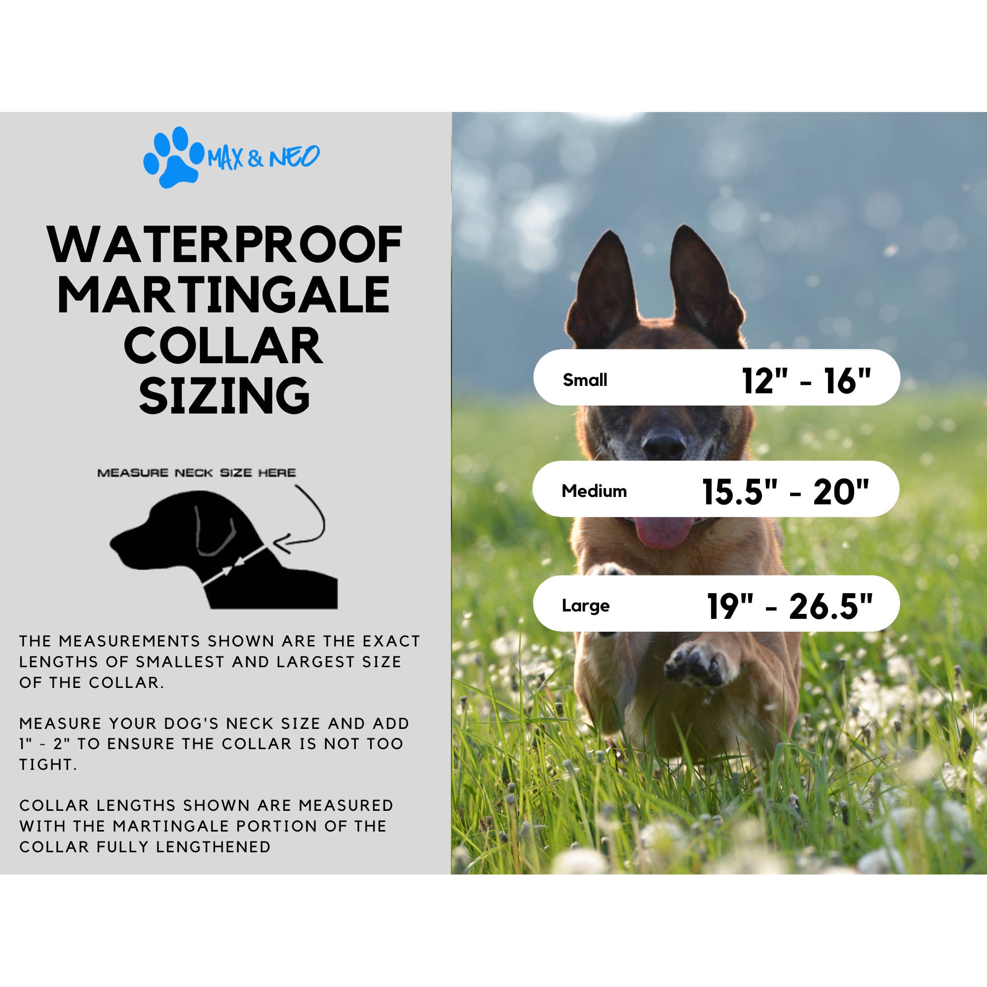 Waterproof Martingale Dog Collar - Image 6