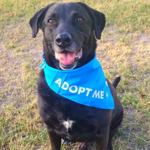 Dog Bandanas (5 Pack) - Image 2