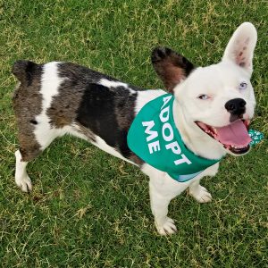 Dog Bandanas (5 Pack) - Image 4