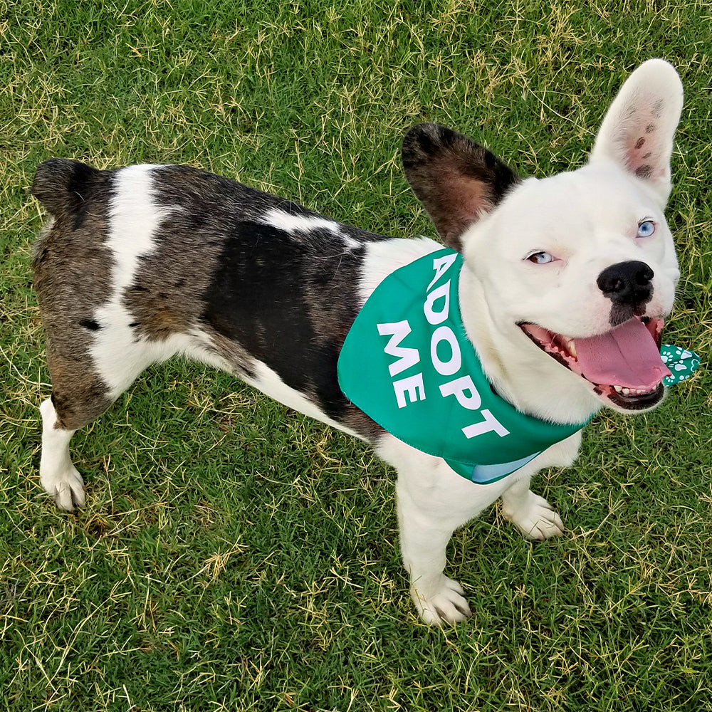 Dog Bandanas (5 Pack)