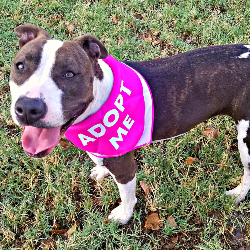 Dog Bandanas (5 Pack)