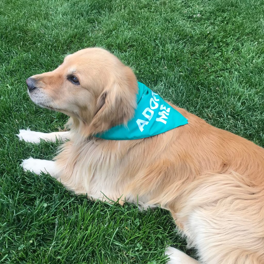 Dog Bandanas (5 Pack)