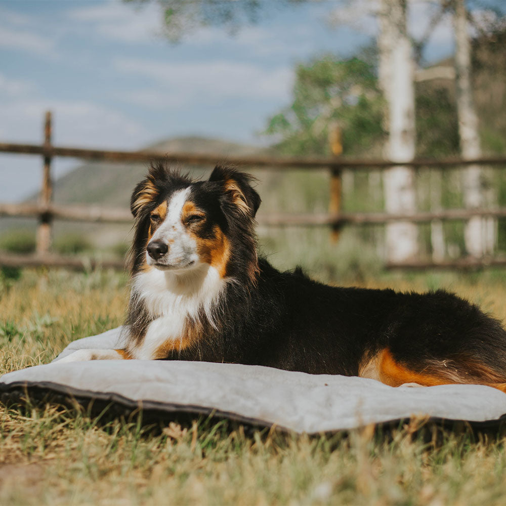 Portable Travel Dog Bed