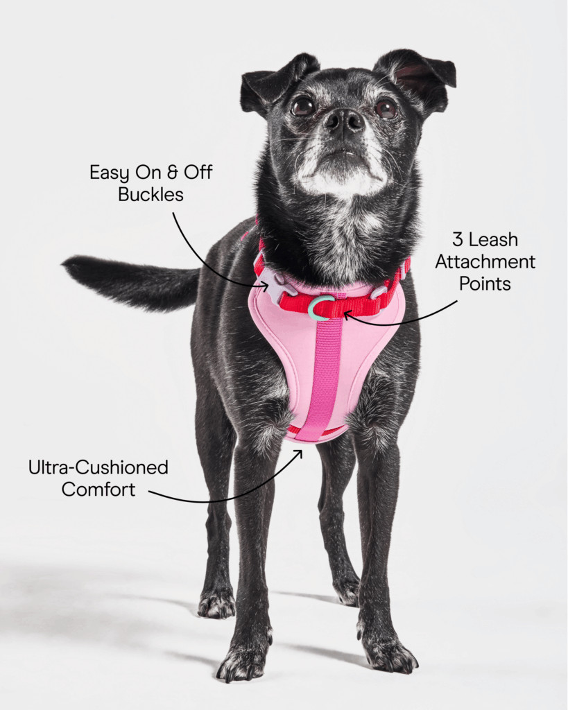 Cushioned Dog Harness
