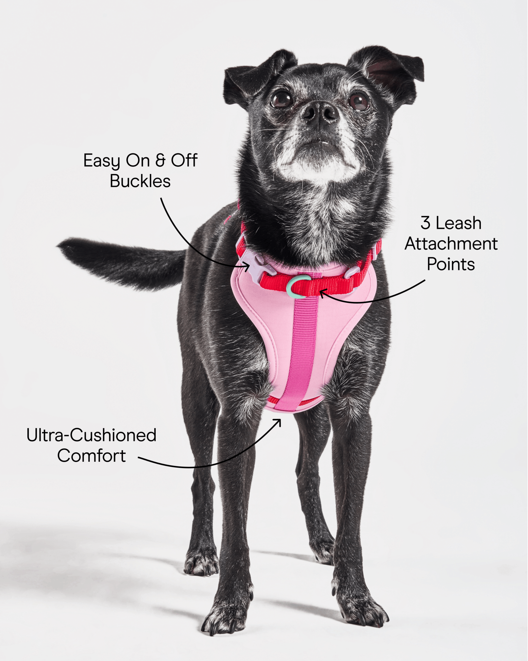 Cushioned Dog Harness - Image 3