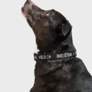 Quick-Release Dog Collar - Image 2