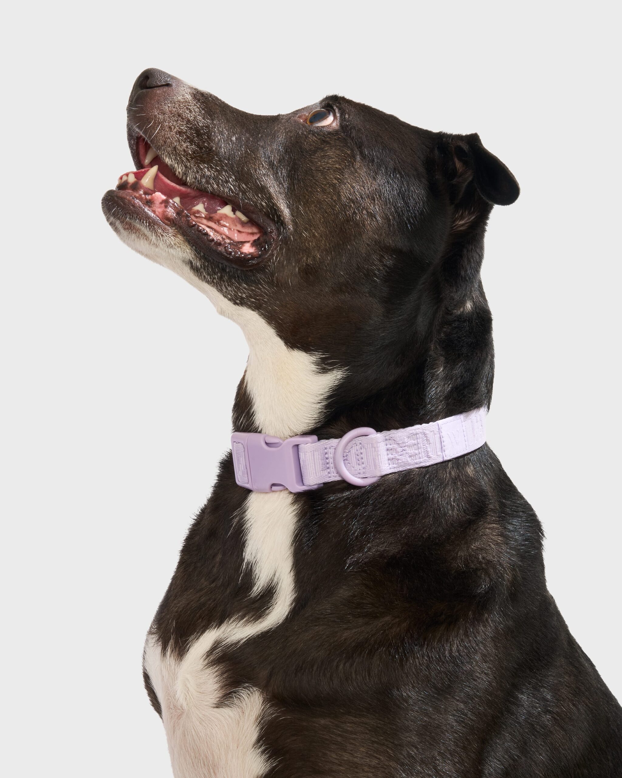 Quick-Release Collar + Hands-Free Rope Leash Walk Kit - Image 3