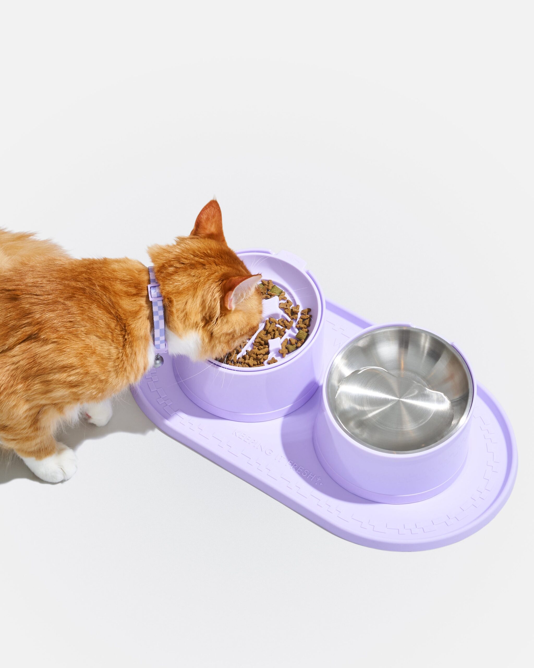 Cat Meal Kit - Image 2