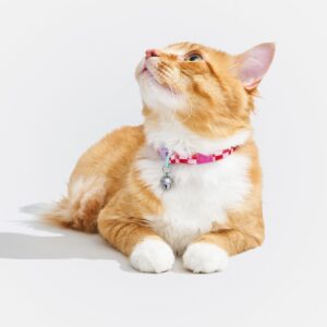 Breakaway Cat Collar - Image 6