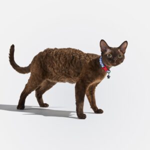 Breakaway Cat Collar - Image 2