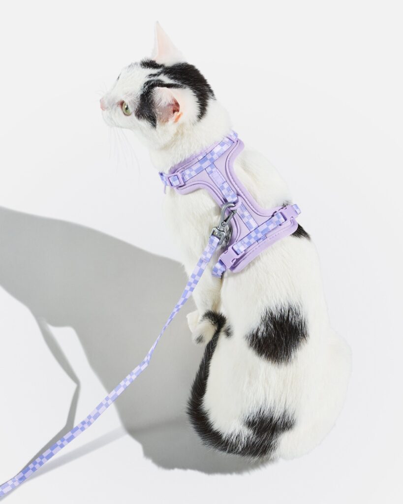 Cat Harness & Leash