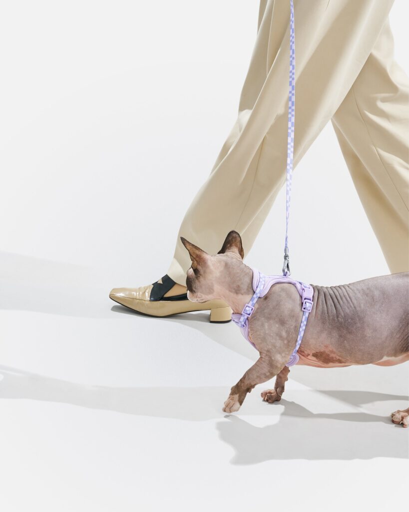 Cat Harness & Leash