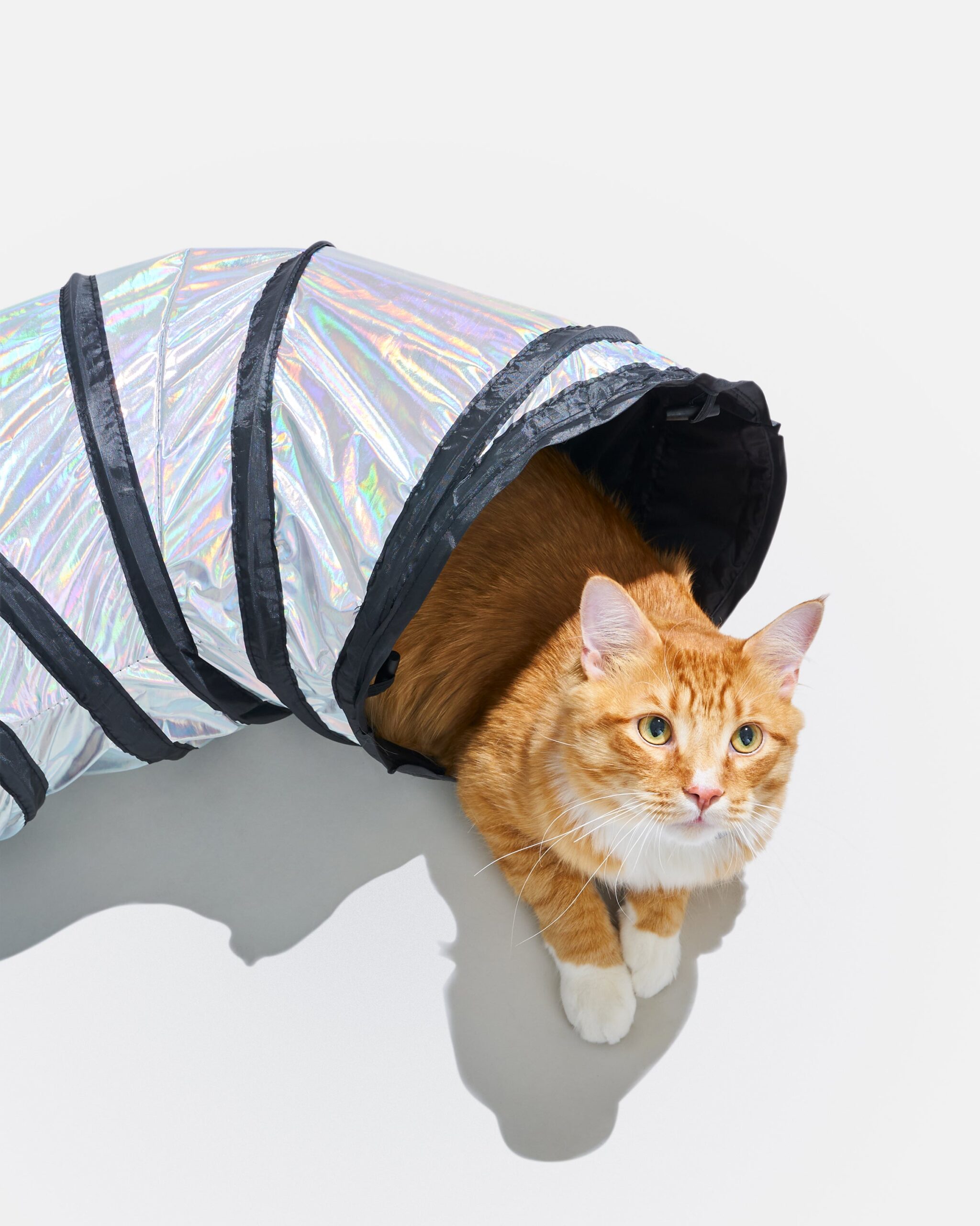 Cat Tunnel - Image 7