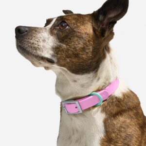 Waterproof Dog Collar - Image 2