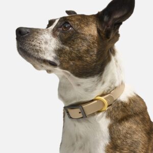 Waterproof Dog Collar - Image 4