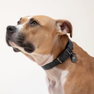 Custom Dog Tag - Image 6