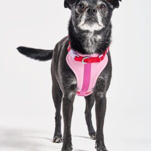 Cushioned Dog Harness - Image 2