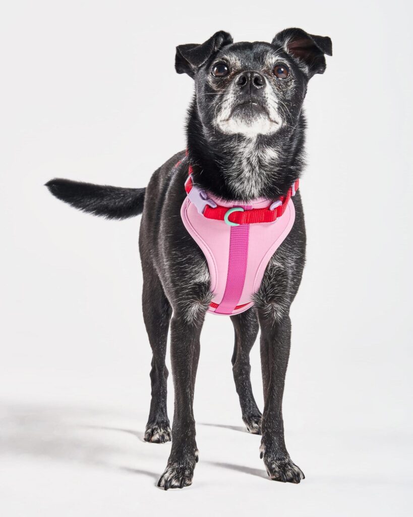 Cushioned Dog Harness