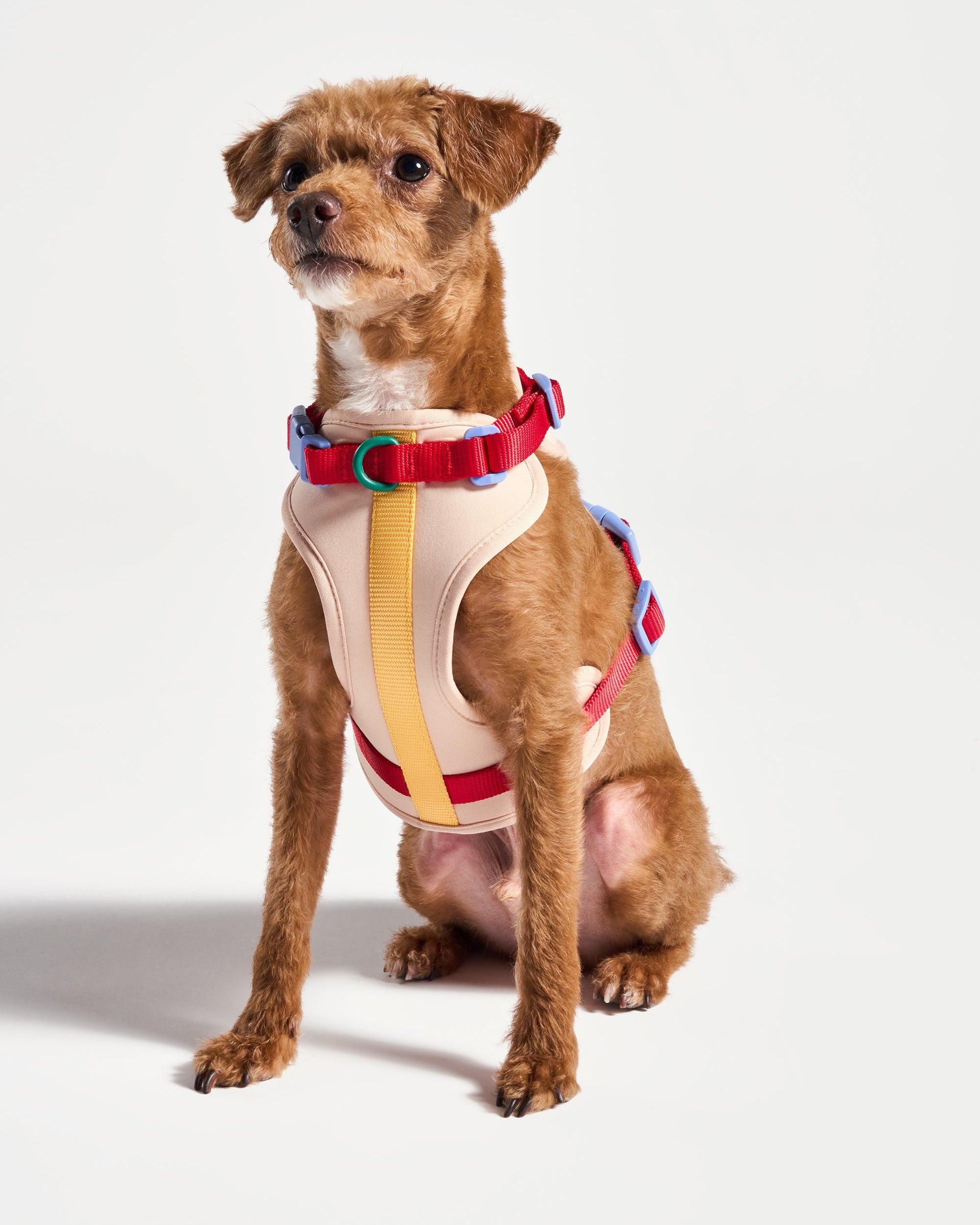 Cushioned Dog Harness - Image 8