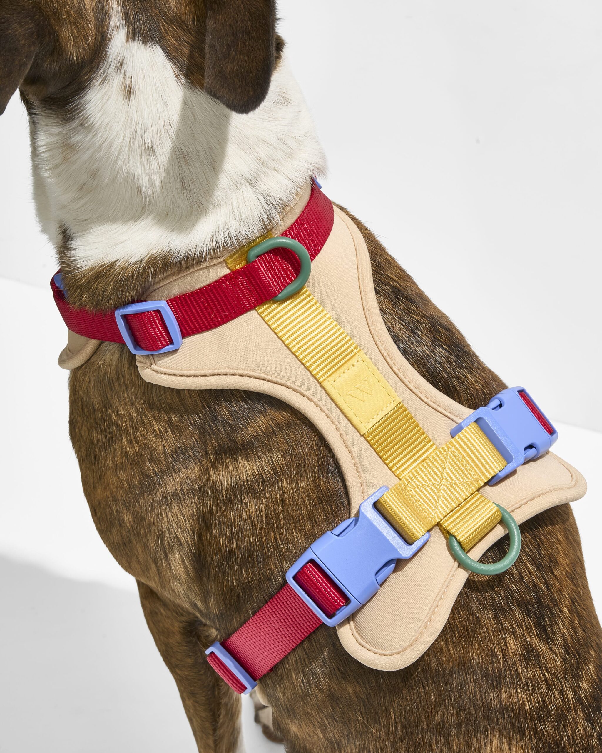 Cushioned Harness + Lightweight Leash Walk Kit - Image 6