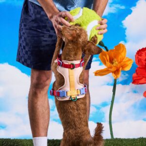 Playful Plush Dog Toy Kit - Image 3