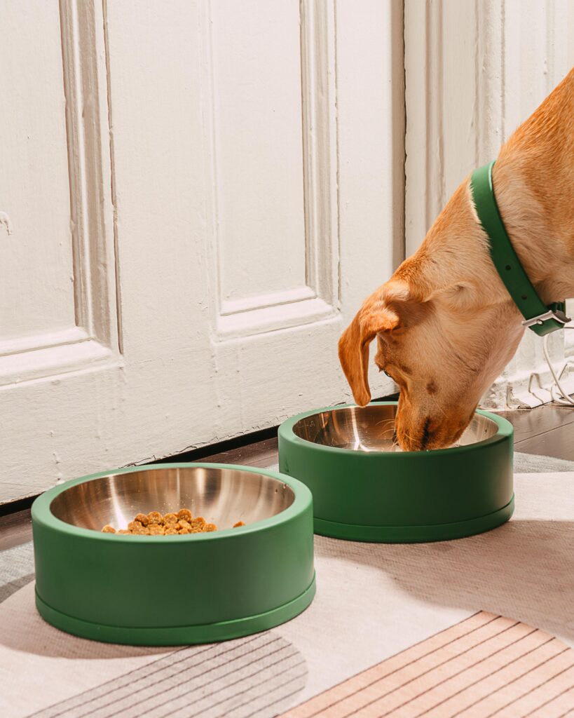 Dog Bowl