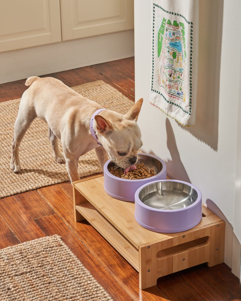 Dog Bowl