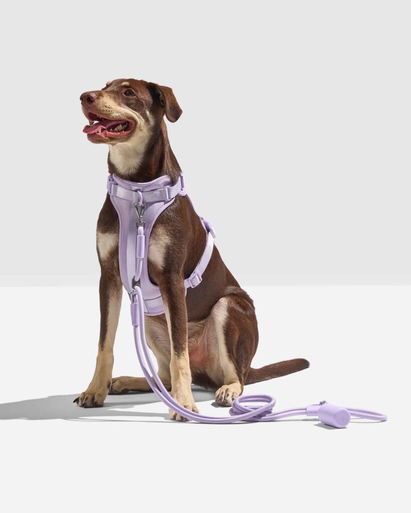 Hands-Free Rope Dog Leash