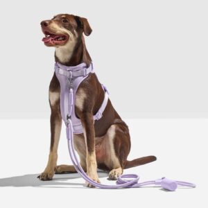Hands-Free Rope Dog Leash - Image 8