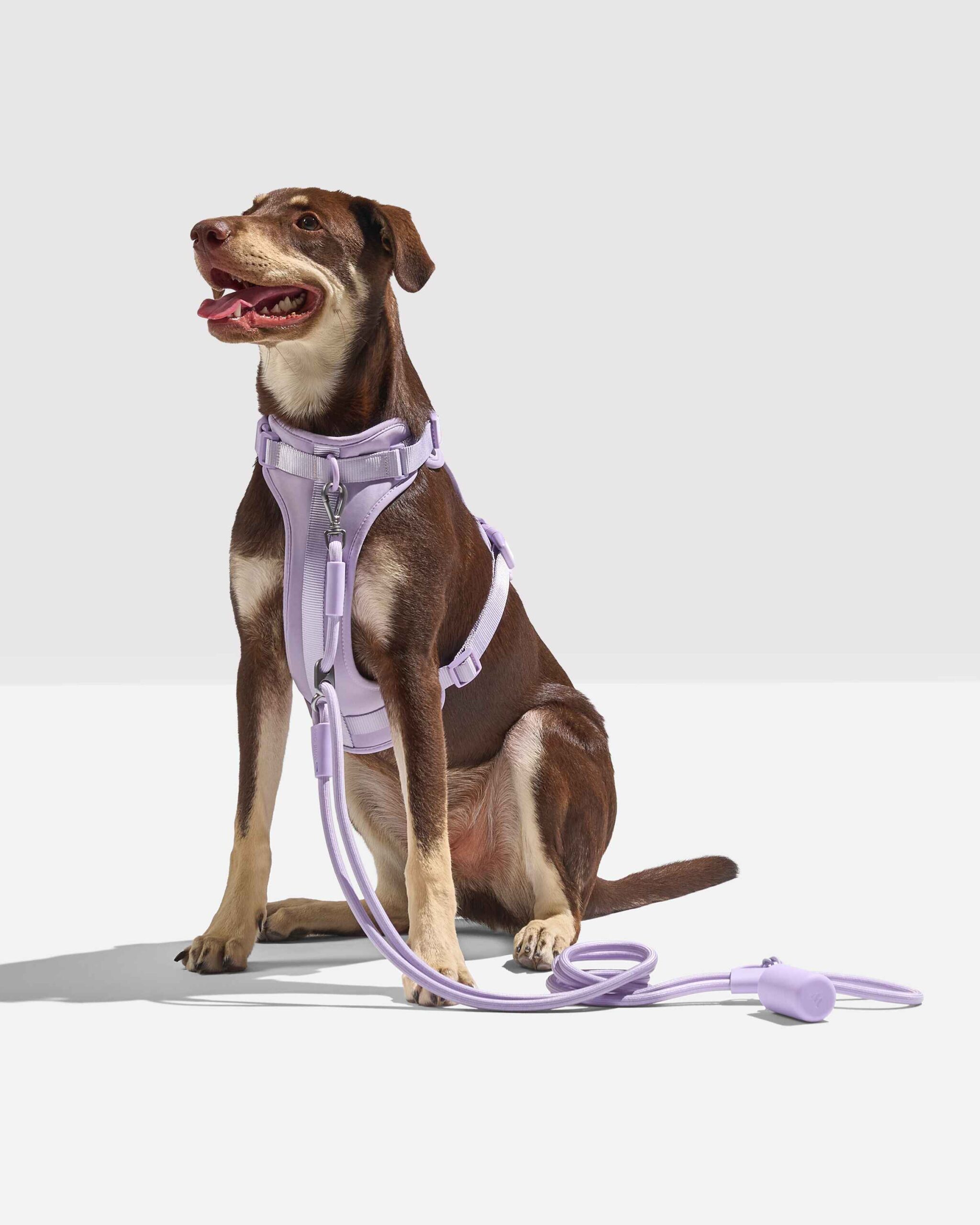 Hands-Free Rope Dog Leash - Image 8