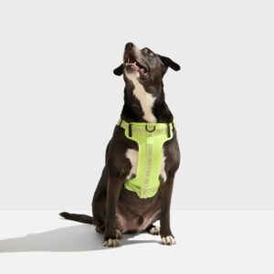 Step-In Dog Harness - Image 2