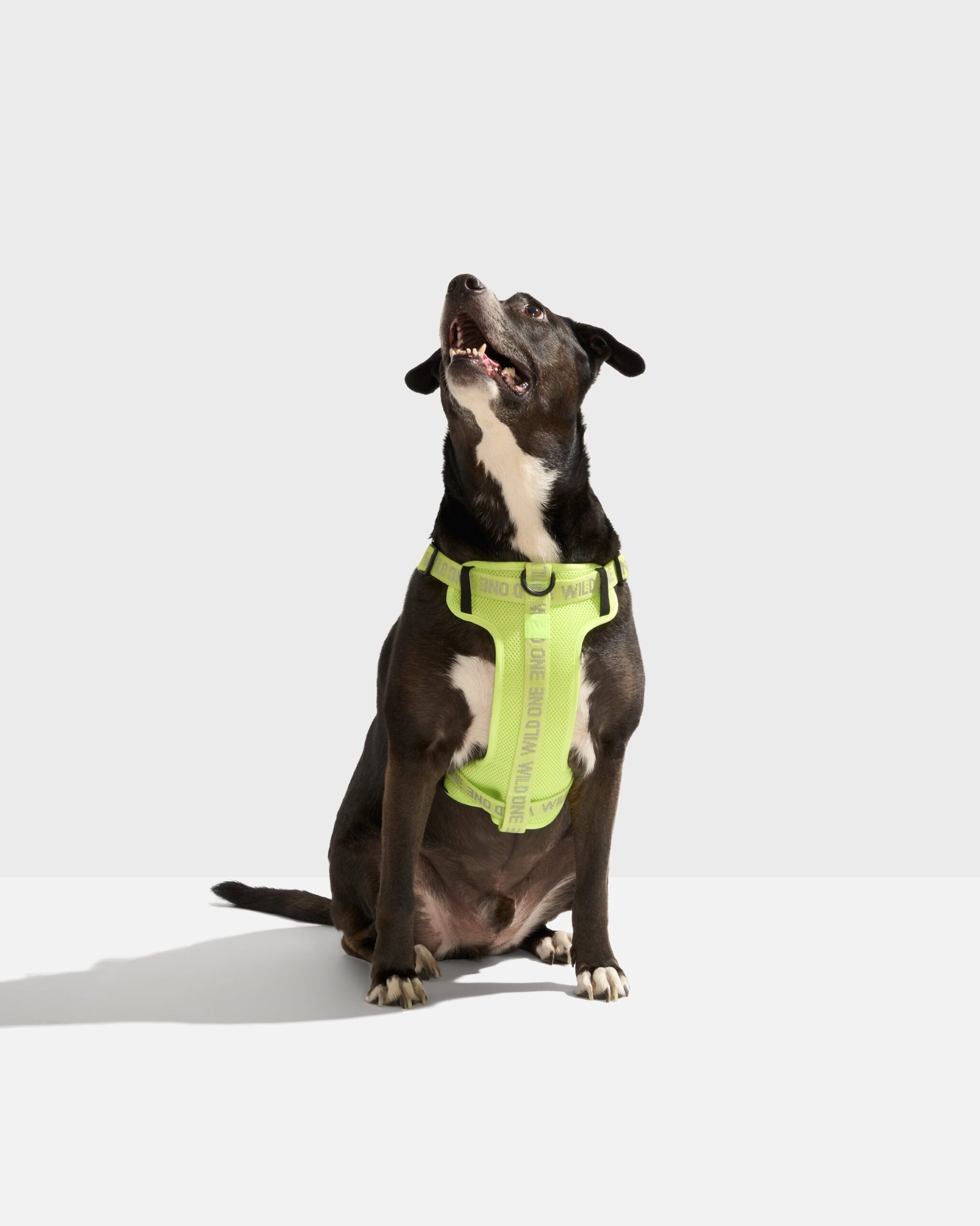 Step-In Dog Harness - Image 2