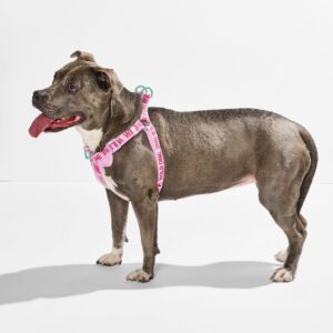 Step-In Harness + Waterproof Leash Walk Kit - Image 5