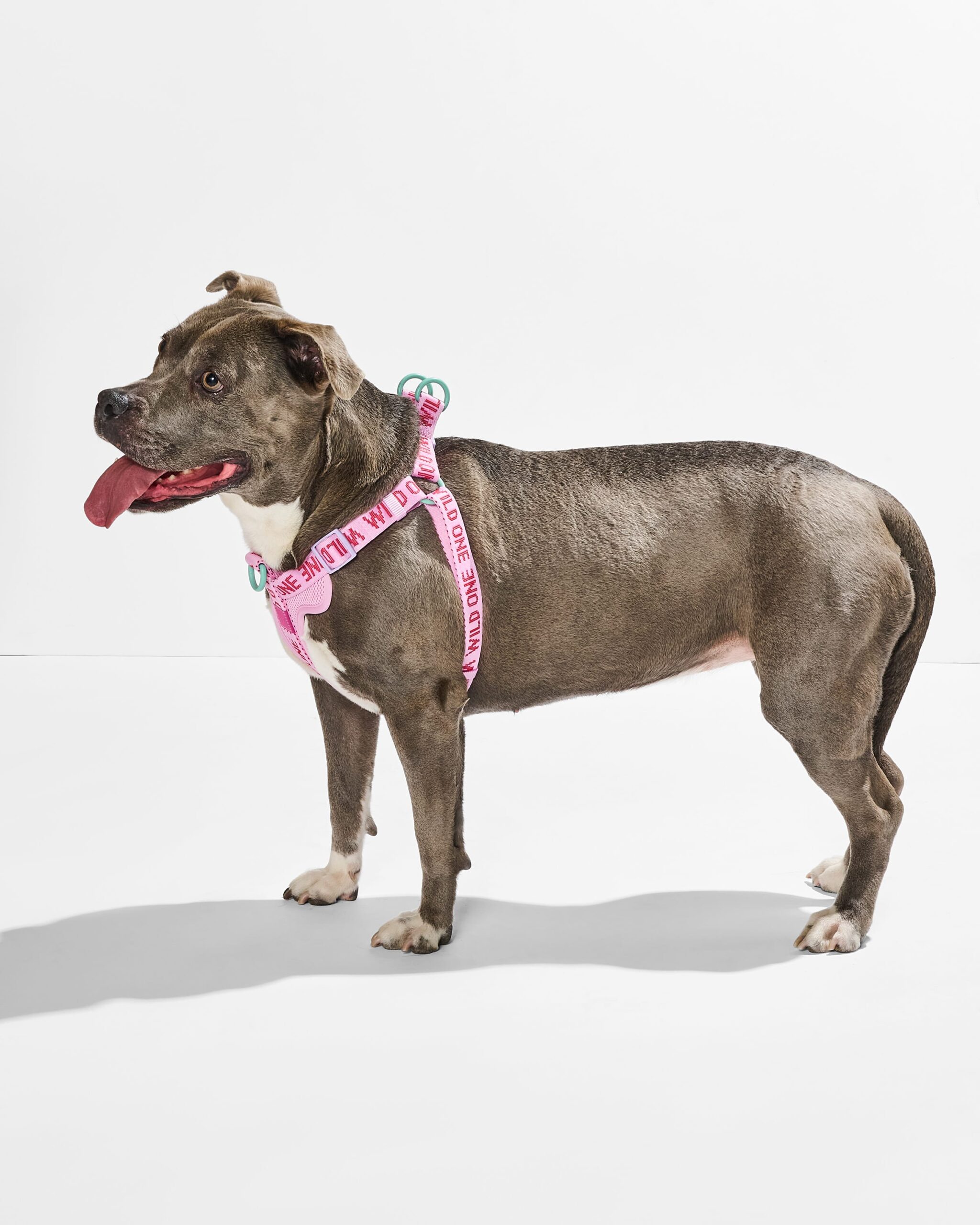 Step-In Harness + Waterproof Leash Walk Kit - Image 5