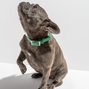 Waterproof Dog Collar - Image 6
