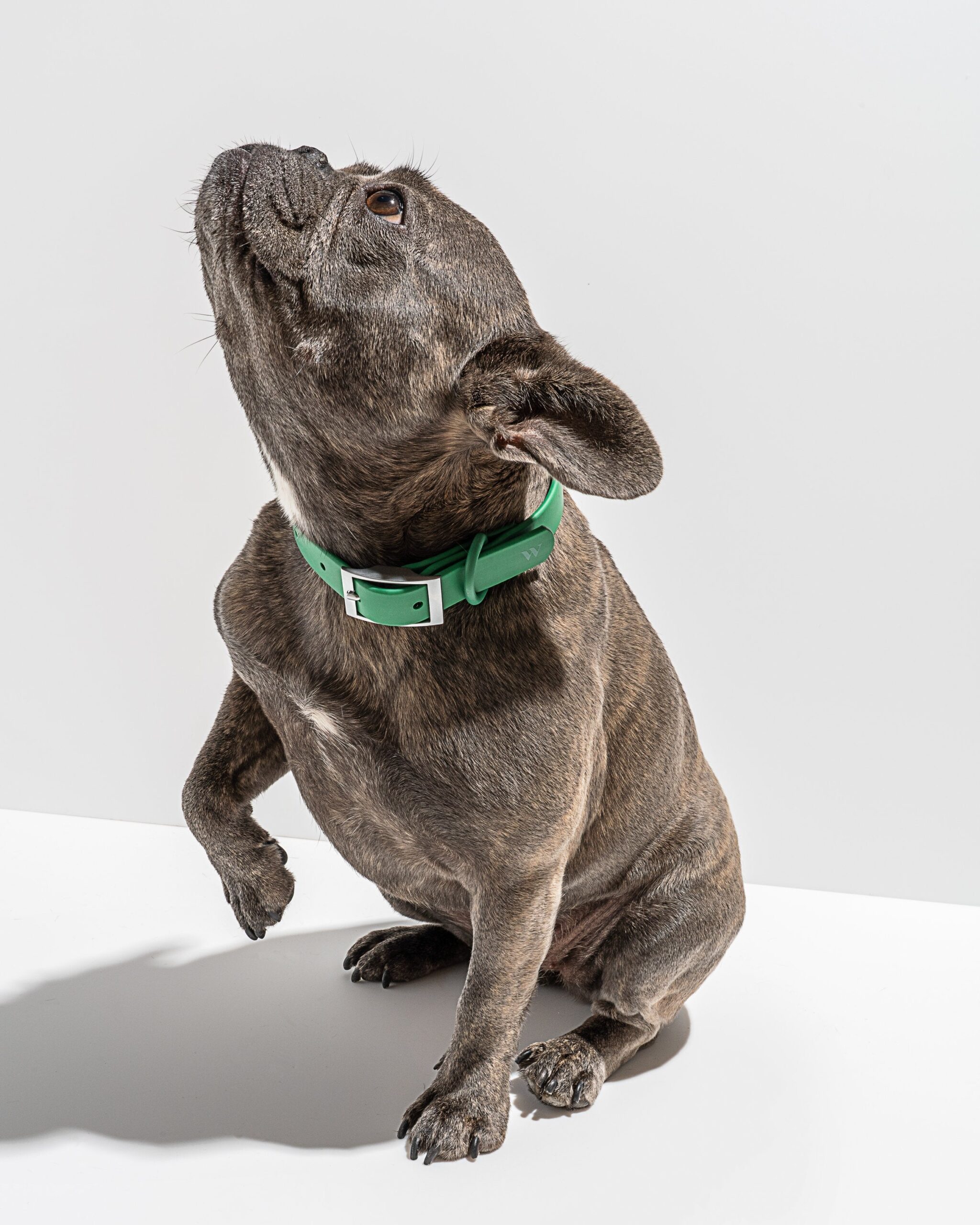 Waterproof Dog Collar - Image 6