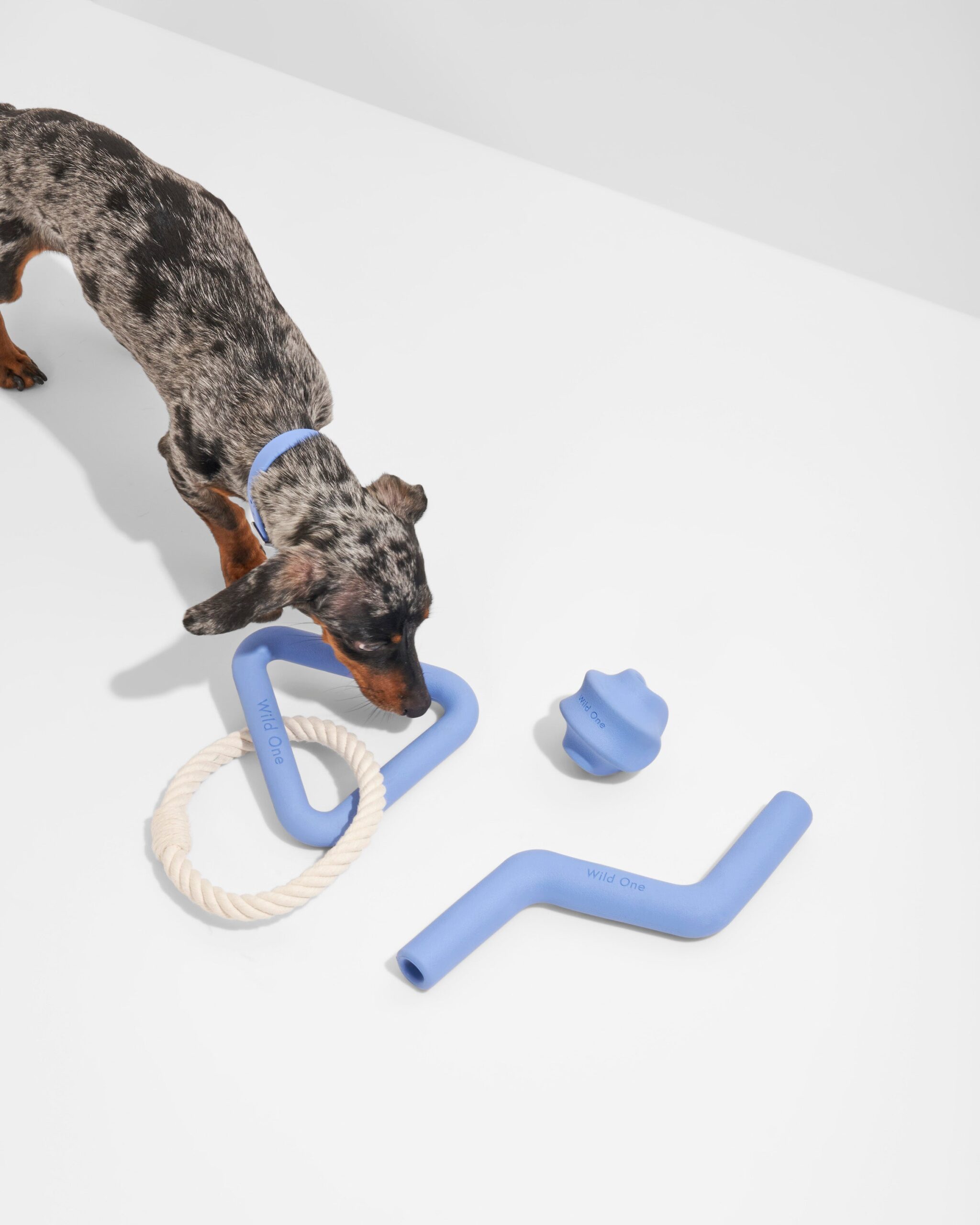 Dog Toy Kit - Image 3