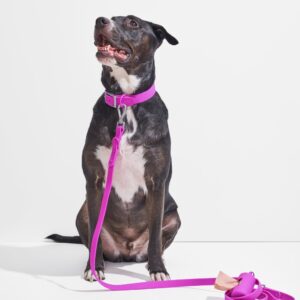 Waterproof Collar + Waterproof Leash Walk Kit - Image 3