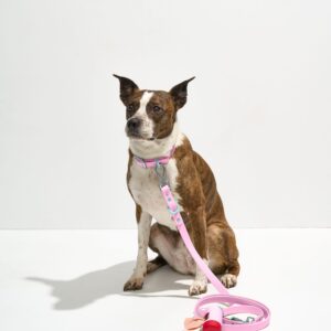 Waterproof Collar + Waterproof Leash Walk Kit - Image 1