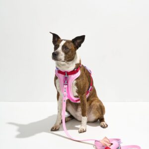 Cushioned Harness + Waterproof Leash Walk Kit - Image 1