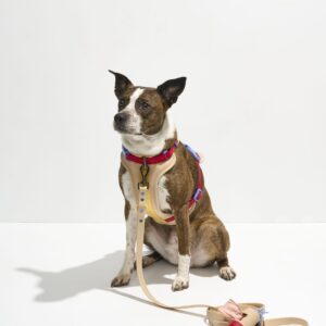Waterproof Dog Leash - Image 4