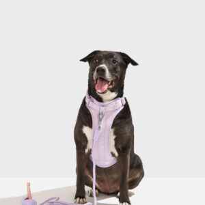 Cushioned Harness + Hands-Free Rope Leash Walk Kit - Image 2