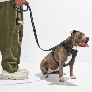 Cushioned Harness + Lightweight Leash Walk Kit - Image 3