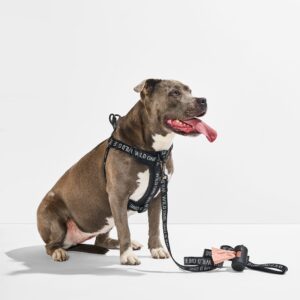Step-In Harness + Lightweight Leash Walk Kit - Image 4