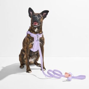 Step-In Harness + Lightweight Leash Walk Kit - Image 5