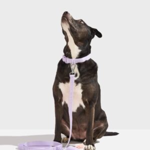 Quick-Release Dog Collar - Image 8