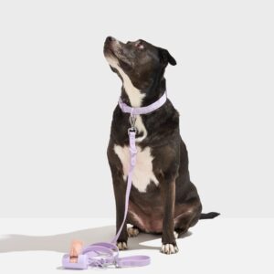Quick-Release Collar + Waterproof Leash Walk Kit - Image 1