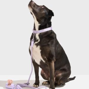 Quick-Release Collar + Hands-Free Rope Leash Walk Kit - Image 2