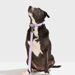 Quick-Release Collar + Lightweight Leash Walk Kit - Image 2