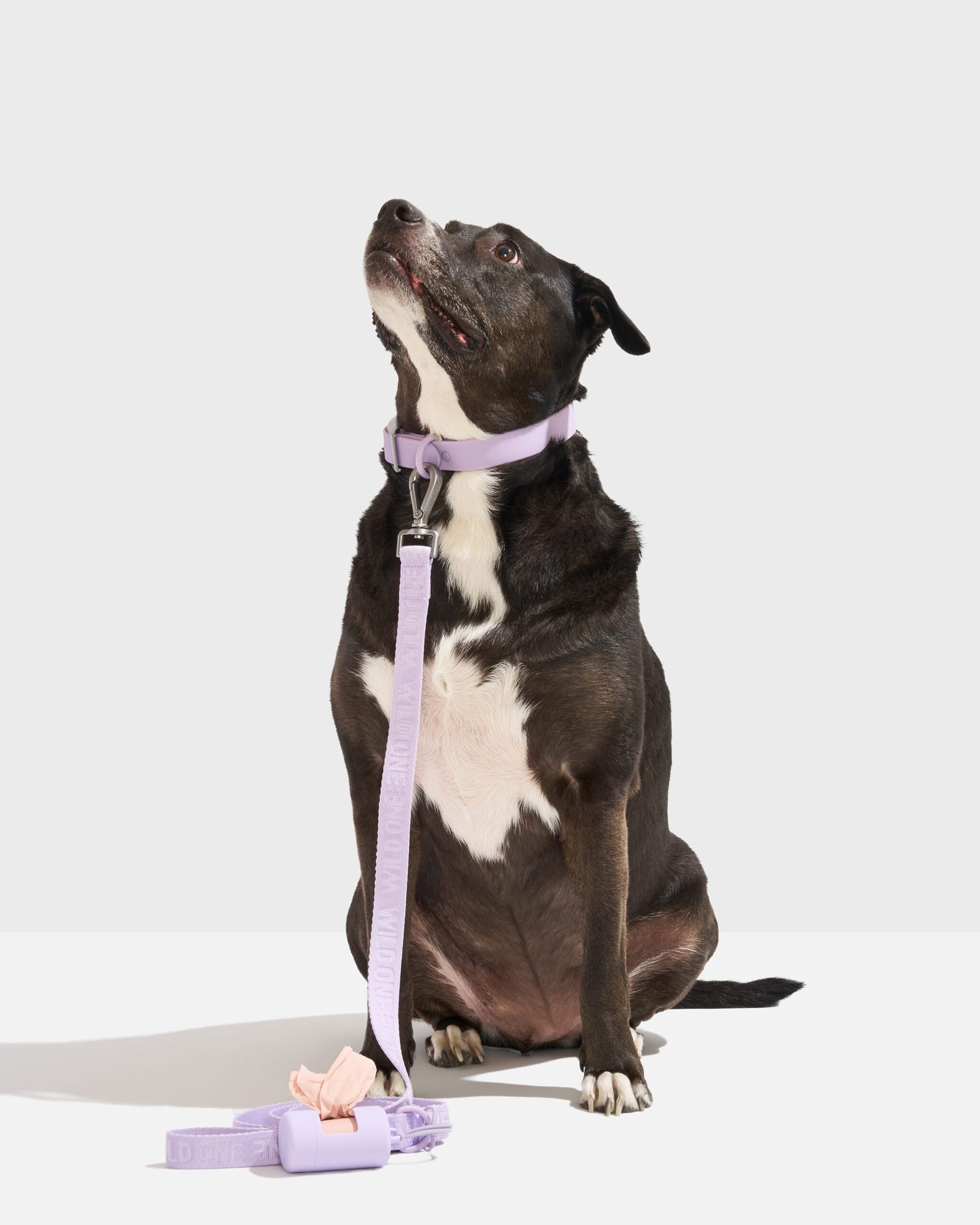 Waterproof Collar + Lightweight Leash Walk Kit - Image 2
